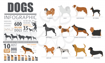 Dog info graphic template. Puppy breeds, pet isolated on white. Vector illustration 