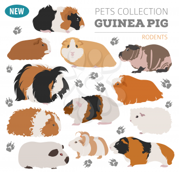 Guinea Pig breeds icon set flat style isolated on white. Pet rodents collection. Create own infographic about pets. Vector illustration