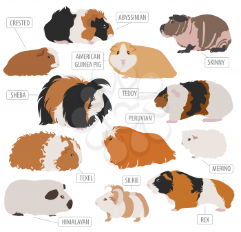 Guinea Pig breeds icon set flat style isolated on white. Pet rodents collection. Create own infographic about pets. Vector illustration