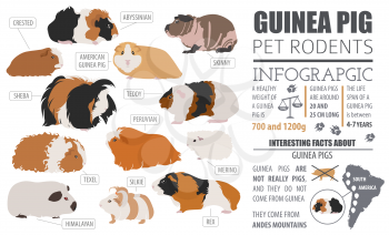 Guinea Pig breeds infographic template, icon set flat style isolated. Pet rodents collection. Create own infographic about pets. Vector illustration