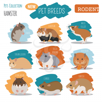 Hamster breeds icon set flat style isolated on white. Pet rodents collection. Create own infographic about pets. Vector illustration