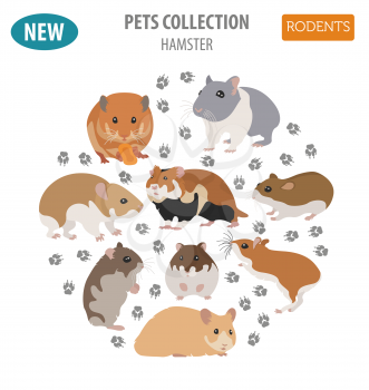 Hamster breeds icon set flat style isolated on white. Pet rodents collection. Create own infographic about pets. Vector illustration