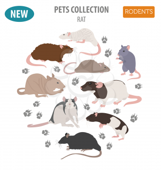 Rat breeds icon set flat style isolated on white. Pet rodents collection. Create own infographic about pets. Vector illustration