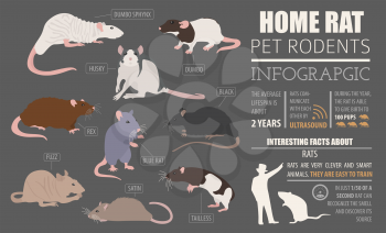 Rat breeds infographic template, icon set flat style isolated. Pet rodents collection. Create own infographic about pets. Vector illustration