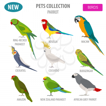 Parrot breeds icon set flat style isolated on white. Pet birds collection. Create own infographic about pets. Vector illustration
