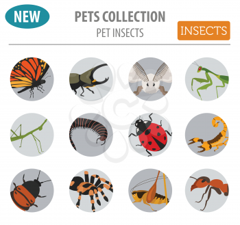 Pet insects breeds icon set flat style isolated on white. House keeping bugs, beetles, sticks, spiders and other collection. Create own infographic about pets. Vector illustration