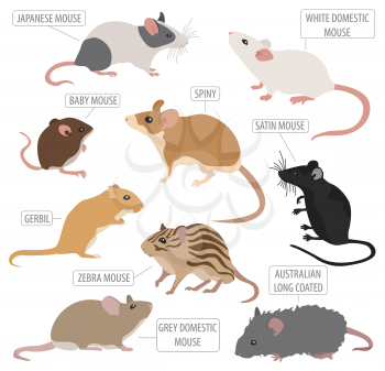 Mice breeds icon set flat style isolated on white. Mouse rodents collection. Create own infographic about pets. Vector illustration