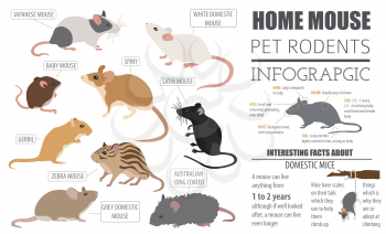 Mice breeds icon set flat style isolated on white. Mouse rodents collection. Create own infographic about pets. Vector illustration