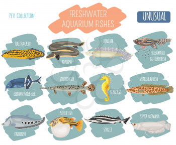 Unusual freshwater aquarium fish breeds icon set flat style isolated on white. Create own infographic about pet. Vector illustration