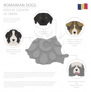 Dogs by country of origin. Romanian dog breeds. Infographic template. Vector illustration
