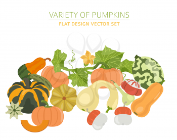 Variety of pumpkins. Flat design set. Vector illustration