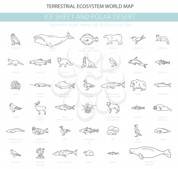 Ice sheet and polar desert biome. Simple line style. Terrestrial ecosystem world map. Arctic animals, birds, fish and plants infographic design. Vector illustration