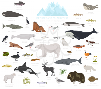Ice sheet and polar desert biome. Terrestrial ecosystem world map. Arctic animals, birds, fish and plants infographic design. Vector illustration
