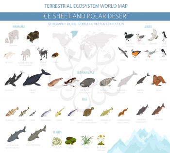 Ice sheet and polar desert biome. Isometric 3d style. Terrestrial ecosystem world map. Arctic animals, birds, fish and plants infographic design. Vector illustration