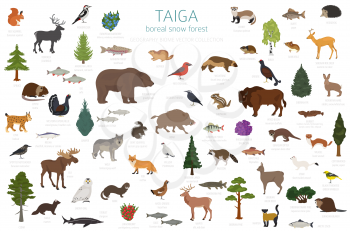 Taiga biome, boreal snow forest. Terrestrial ecosystem world map. Animals, birds, fish and plants infographic design. Vector illustration