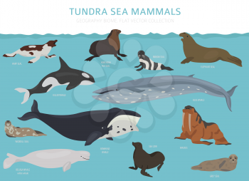 Tundra biome. Terrestrial ecosystem world map. Arctic sea mammals infographic design. Vector illustration