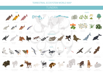 Tundra biome. Isometric 3d style. Terrestrial ecosystem world map. Arctic animals, birds, fish and plants infographic design. Vector illustration