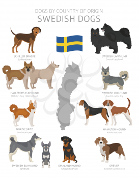 Dogs by country of origin. Sweden dog breeds. Shepherds, hunting, herding, toy, working and service dogs  set.  Vector illustration