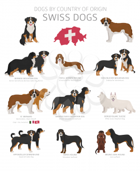 Dogs by country of origin. Swiss dog breeds. Shepherds, hunting, herding, toy, working and service dogs  set.  Vector illustration