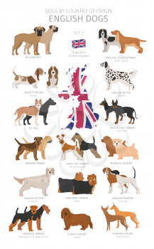 Dogs by country of origin. English dog breeds. Shepherds, hunting, herding, toy, working and service dogs  set.  Vector illustration