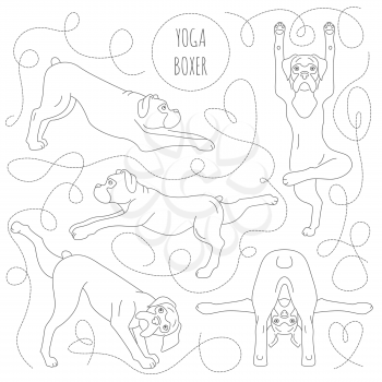 Yoga dogs poses and exercises. Boxer dog clipart. Simple line design. Vector illustration