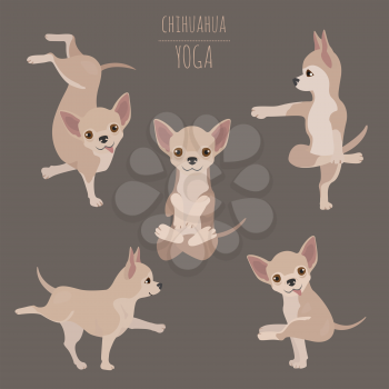 Yoga dogs poses and exercises. Chihuahua clipart. Vector illustration