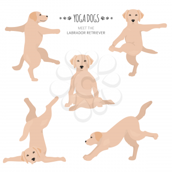 Yoga dogs poses and exercises. Labrador retriever clipart. Vector illustration