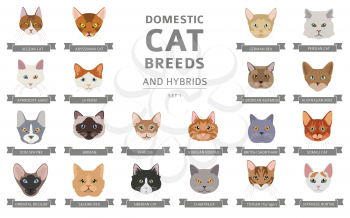 Domestic cat breeds and hybrids portraits collection isolated on white. Flat color cat`s head style set. Vector illustration