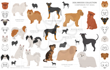 Companion and miniature toy dogs collection isolated on white. Flat style. Different color and country of origin. Vector illustration