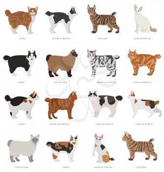 Short tail type bob cats. Domestic cat breeds and hybrids collection isolated on white. Flat style set. Vector illustration