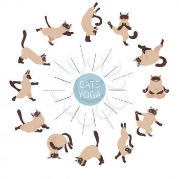 Cats yoga. Siamese cats. Different yoga poses and exercises. Vector illustration
