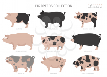 Pig breeds collection 2. Farm animals set. Flat design. Vector illustration
