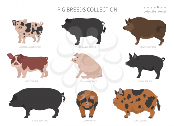 Pig breeds collection 5. Farm animals set. Flat design. Vector illustration