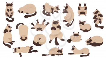 Sleeping cats poses. Flat color simple style design. Siamese colorpoint cats. Vector illustration