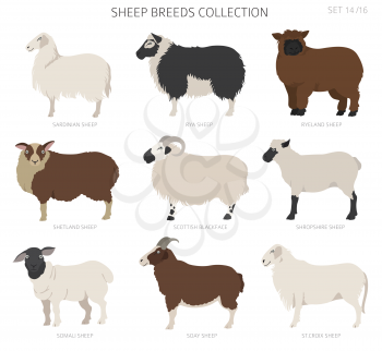 Sheep breeds collection 14. Farm animals set. Flat design. Vector illustration