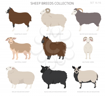 Sheep breeds collection16. Farm animals set. Flat design. Vector illustration