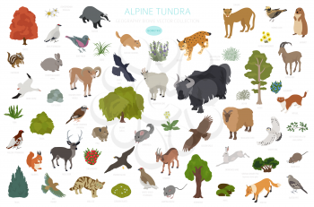 Apine tundra biome, natural region isometric infographic. Terrestrial ecosystem world map. Animals, birds and plants design set. Vector illustration