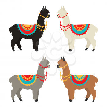 Camelids family collection. Alpaca graphic design. Vector illustration