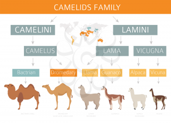 Camelids family collection. Camels and llama infographic design. Vector illustration