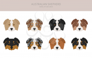 Australian shepherd dog without tail. Different variations of coat color set.  Vector illustration