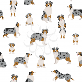 Australian shepherd dog seamless pattern. Different variations of coat color set.  Vector illustration