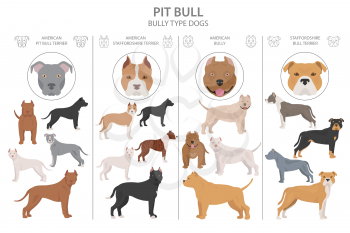 Pit bull type dogs. Different variaties of coat color bully dogs set.  Vector illustration