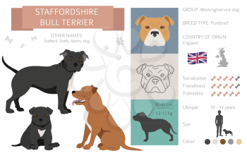 Staffordshire bull terrier dog isolated on white. Characteristic, color varieties, temperament info. Dogs infographic collection. Vector illustration