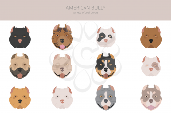 American bully dogs set. Color varieties, different poses. Dogs infographic collection. Vector illustration