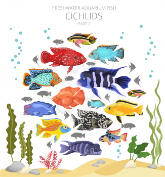 Cichlids fish. Freshwater aquarium fish icon set flat style isolated on white.  Vector illustration