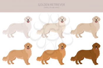 Golden retriever dogs in different poses and coat colors. Adult goldies and puppy set.  Vector illustration