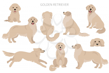 Golden retriever dogs in different poses and coat colors. Adult goldies and puppy set.  Vector illustration