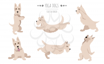 Yoga dogs poses and exercises. Scottish terrier clipart. Vector illustration