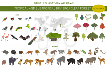 Tropical and subtropical dry broadleaf forest biome, natural region infographic. Seasonal forests. Animals, birds and vegetations ecosystem isometric 3d design set. Vector illustration