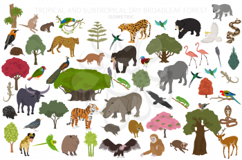 Tropical and subtropical dry broadleaf forest biome, natural region infographic. Seasonal forests. Animals, birds and vegetations ecosystem isometric 3d design set. Vector illustration